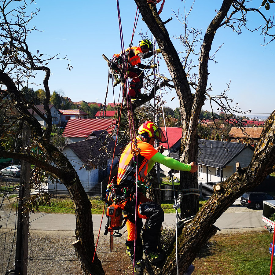 Curatarea și Corecția De Coronament Pentru Arbori Sănătoși - Urban Arboristica