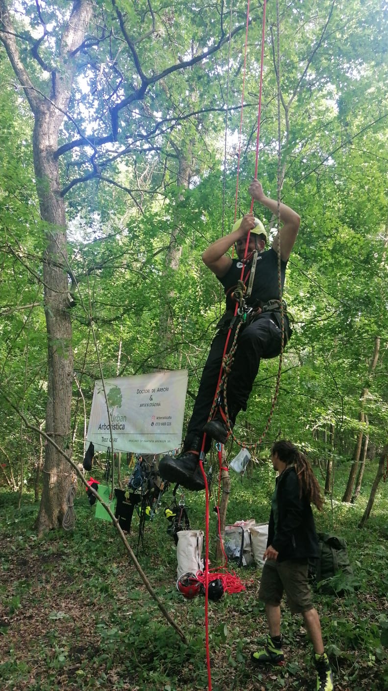 Climbing Giants - Atelier Arboricultura Festivalul Zaiafet pe Luna - Cluj