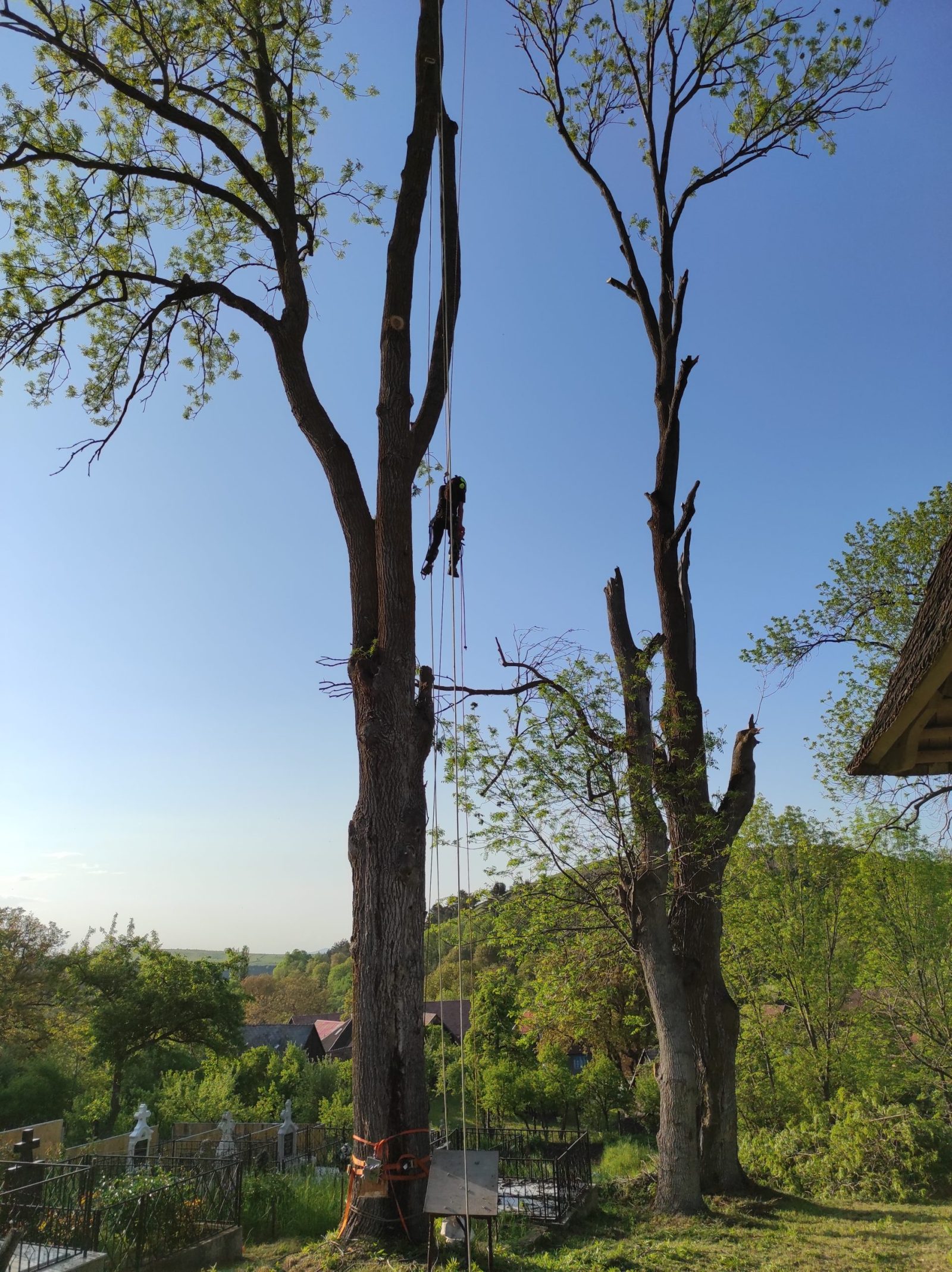 Doborare Arbori - Biserica De Lemn Bica, Mănăstireni, judetul Cluj