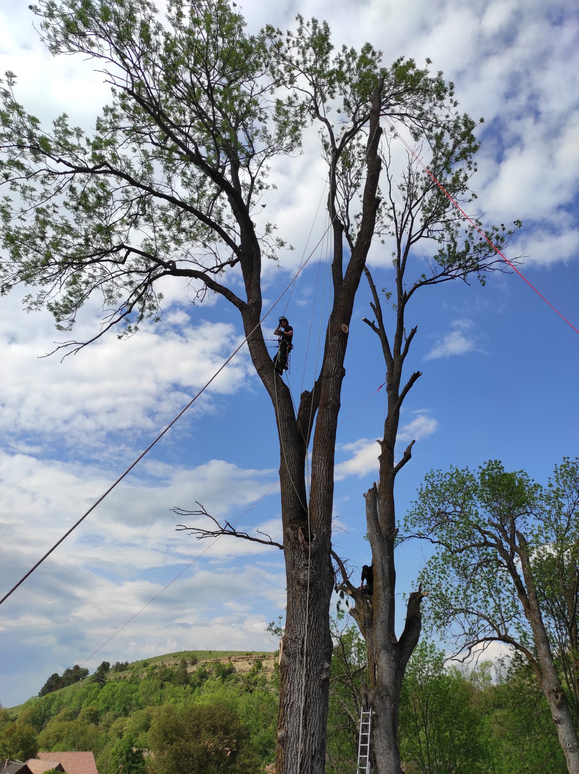 Lucrare Doborare Arbori - Biserica De Lemn Bica, Mănăstireni, judetul Cluj