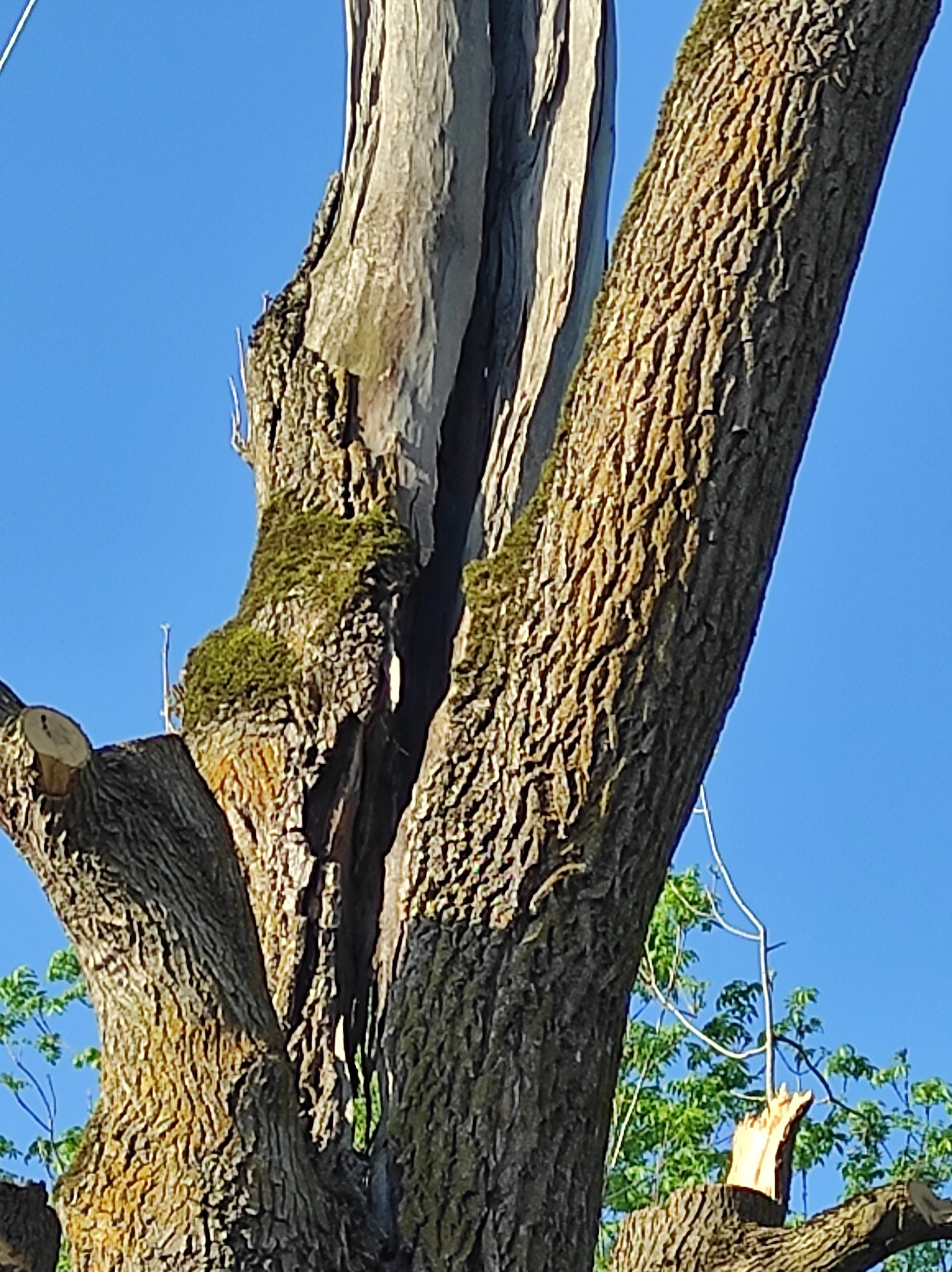 Frasini Degradare - Biserica de Lemn Bica, Manastireni
