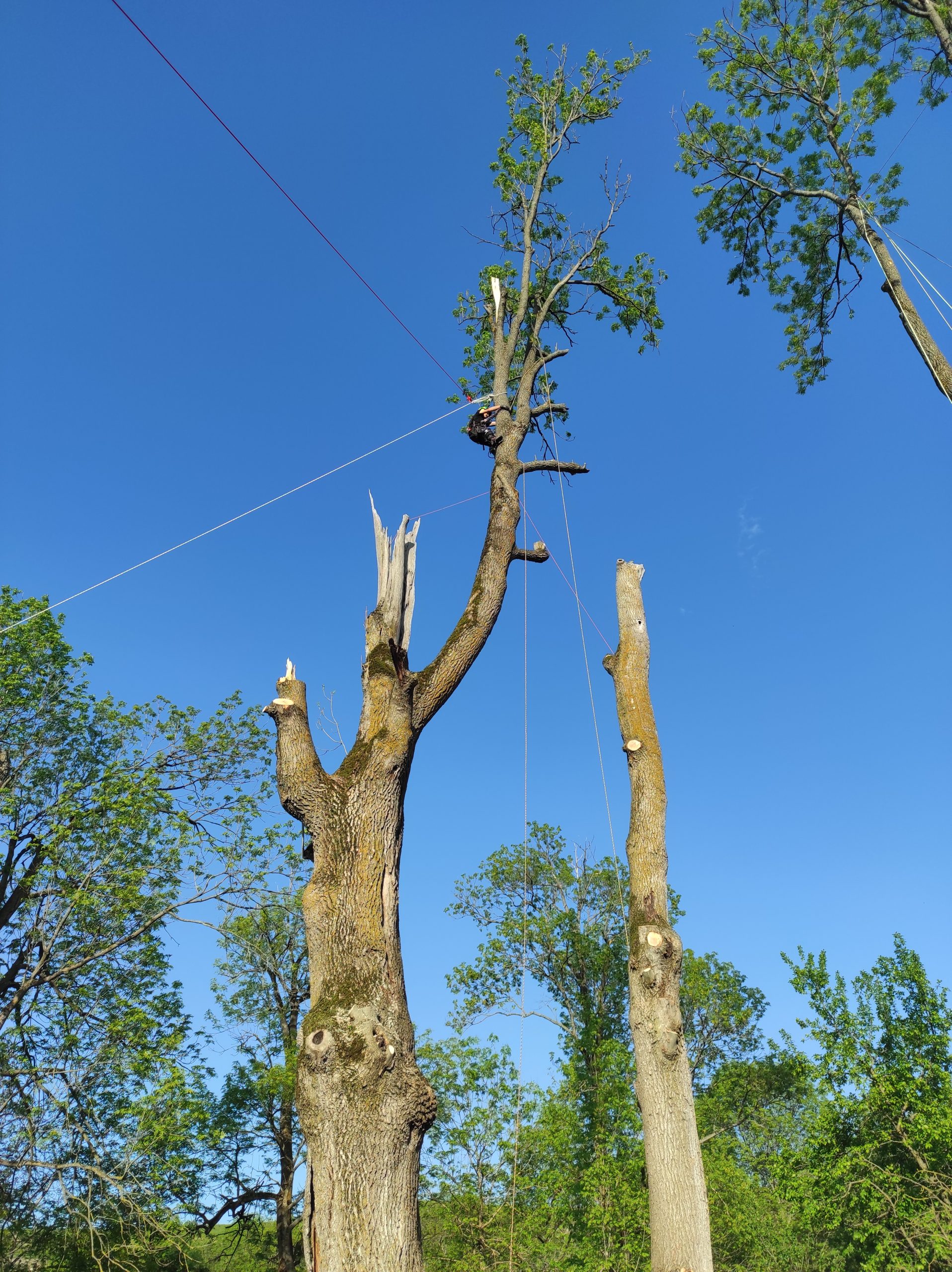 Lucrare Doborare Arbori - Biserica De Lemn Bica, Mănăstireni, judetul Cluj