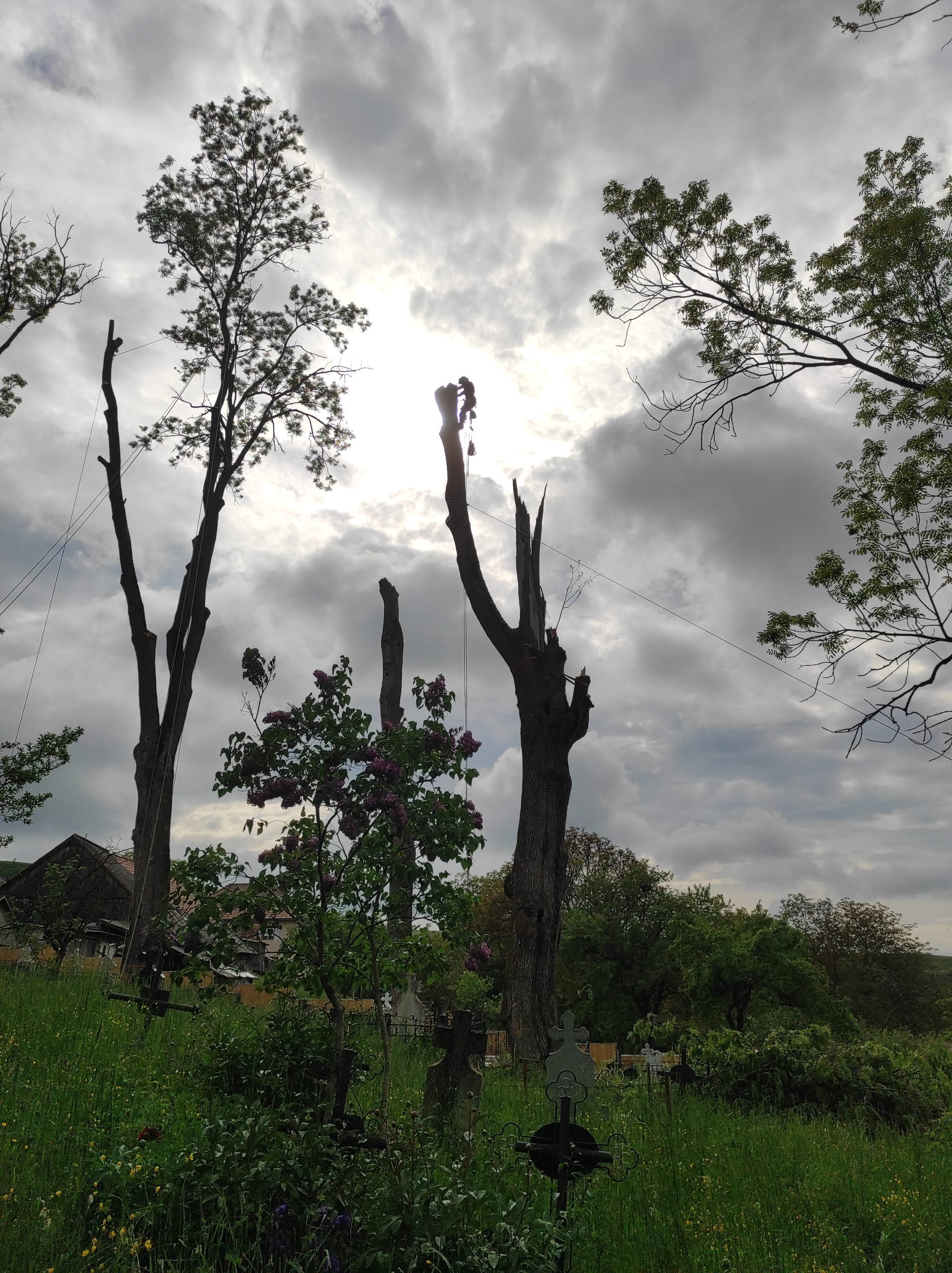 Servicii Taiere Arbori Mănăstireni, judetul Cluj