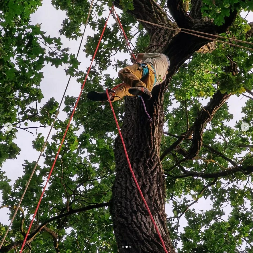 Urban Arboristica Participare la CODRU Festival - Pădurea Bistra, Judetul Cluj