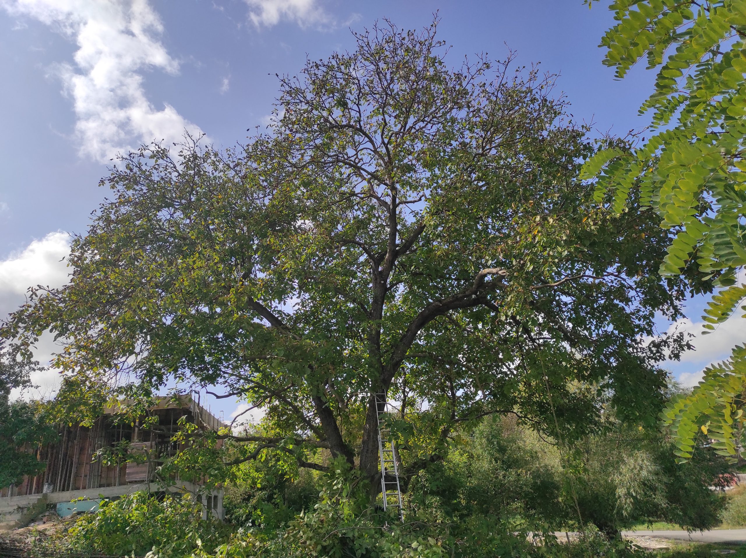 Lucrare Toaletare Nuc Timișoara, Timiș cu Arboristica.ro