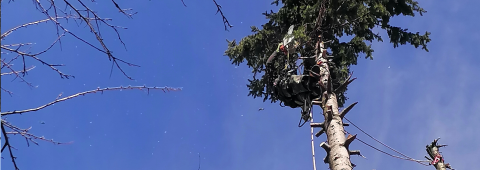 Servicii tăiere arbori periculoși în Brașov