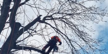Tăierea Progresivă Reducere Coronament Pentru Arborii Maturi - Urban Arboristica