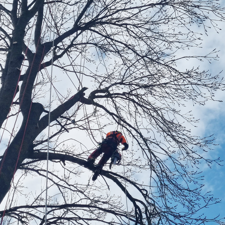 Urban Arboristica.ro Arboristi Alpinisti in Romania