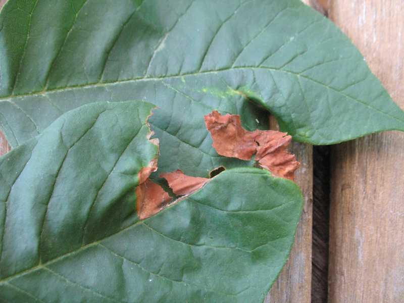 Combaterea Antracnozei Protejarea Arborilor în Mediu Urban - Arboristica.ro