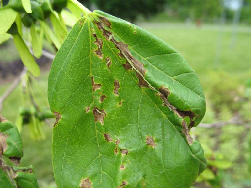 Combaterea Antracnozei Protejarea Arborilor în Mediu Urban - Arboristica.ro