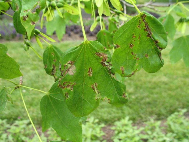 Combaterea Antracnozei Protejarea Arborilor în Mediu Urban - Arboristica.ro