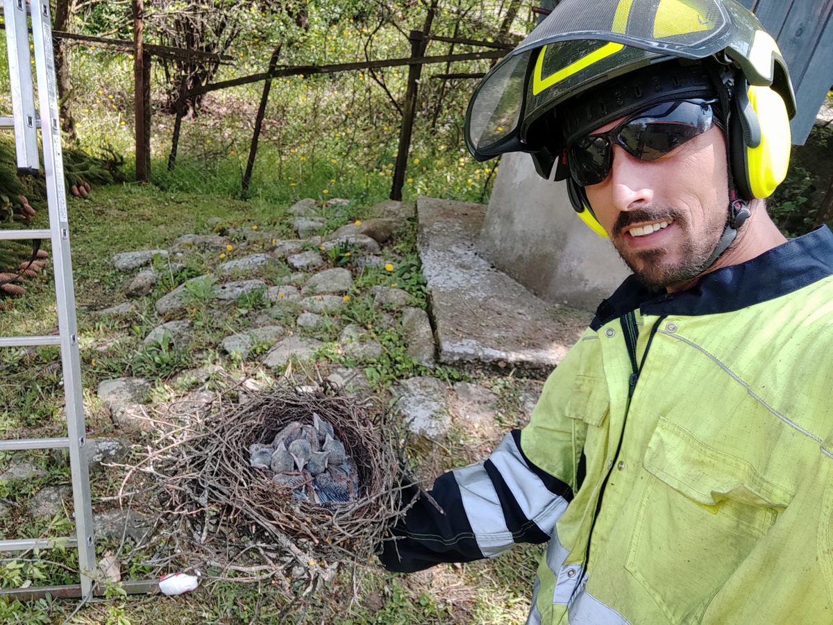 Servicii Arboricultura Lucrare Taiere Brad în Huedin cu Arboristica.ro