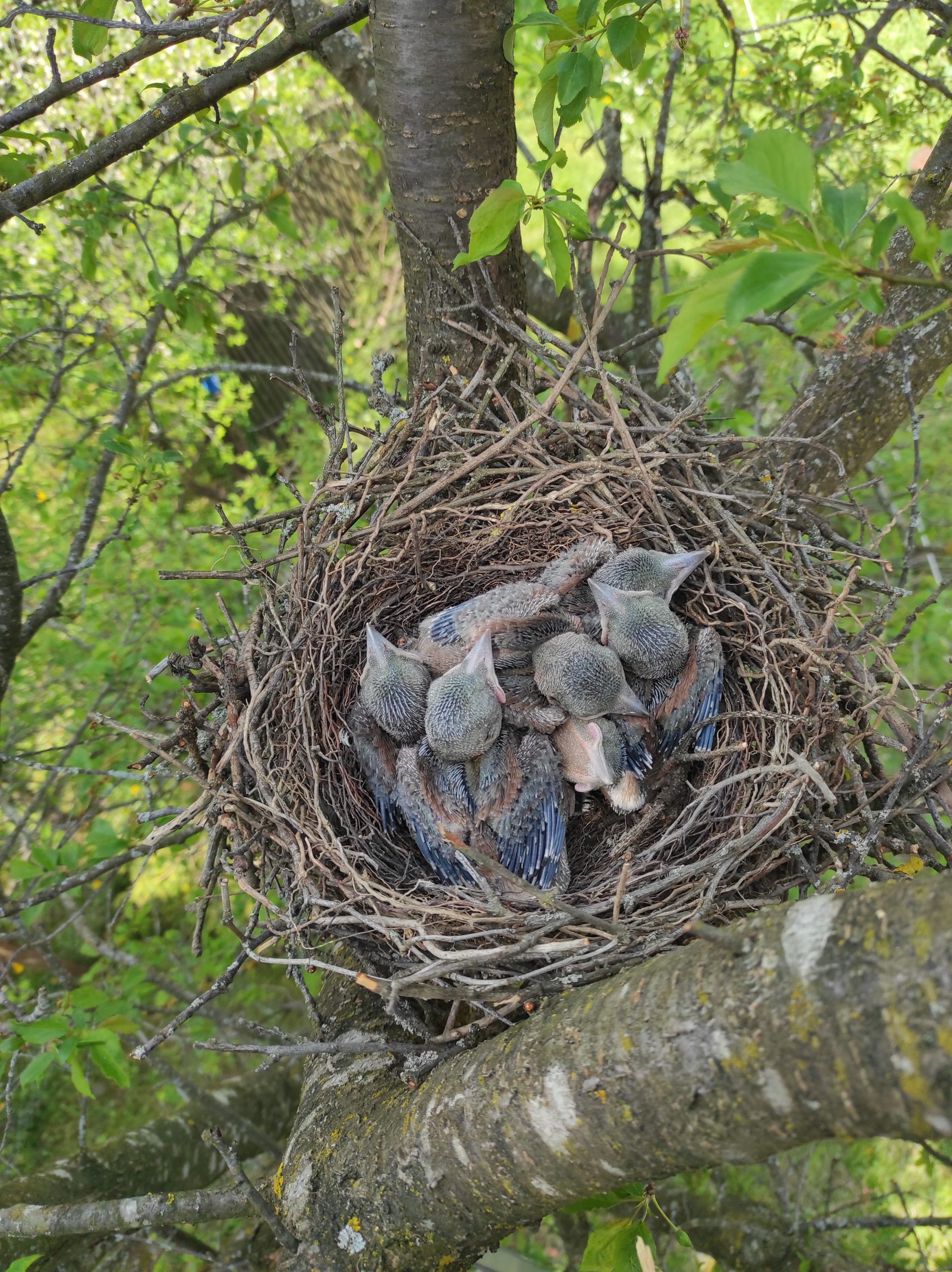 Servicii Arboricultura Lucrare Taiere Brad în Huedin cu Arboristica.ro