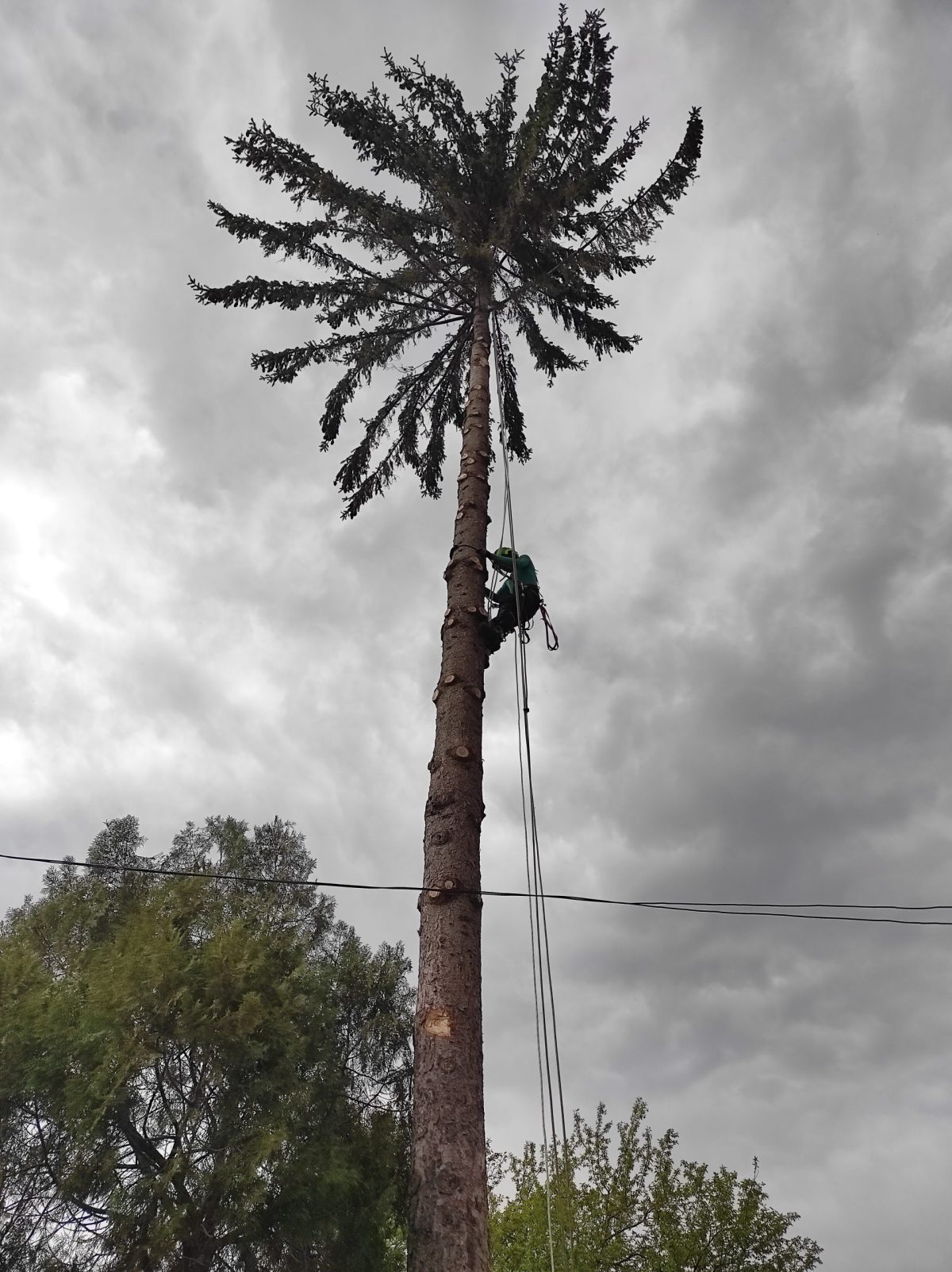 Lucrare Taiere Brad Periculos în Huedin, Cluj prin Arboristica.ro