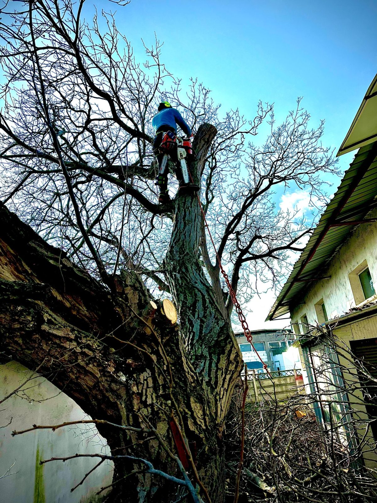 Servicii Arboricultura Taiere Nuc în Alba Iulia pe Arboristica.ro