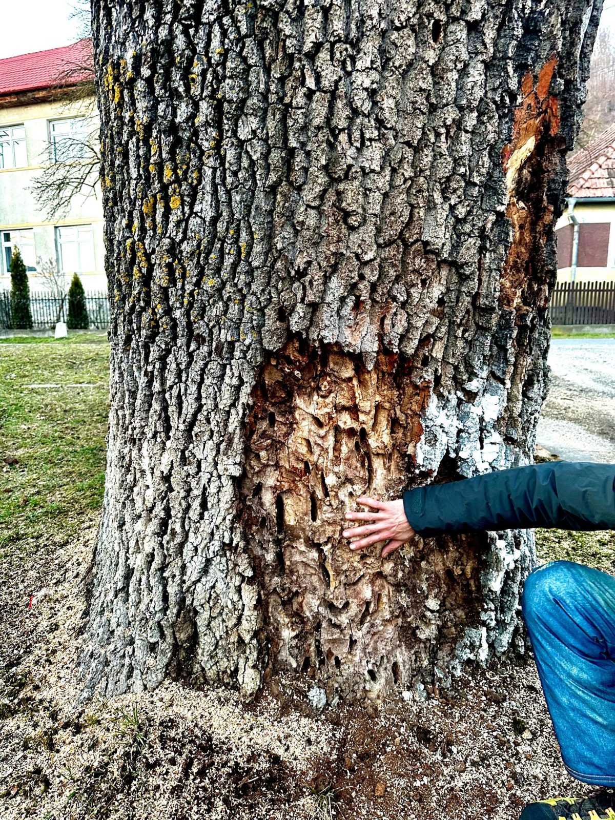 Servicii Taiere Copaci Periculoși - județul Mureș prin Arboristica.ro