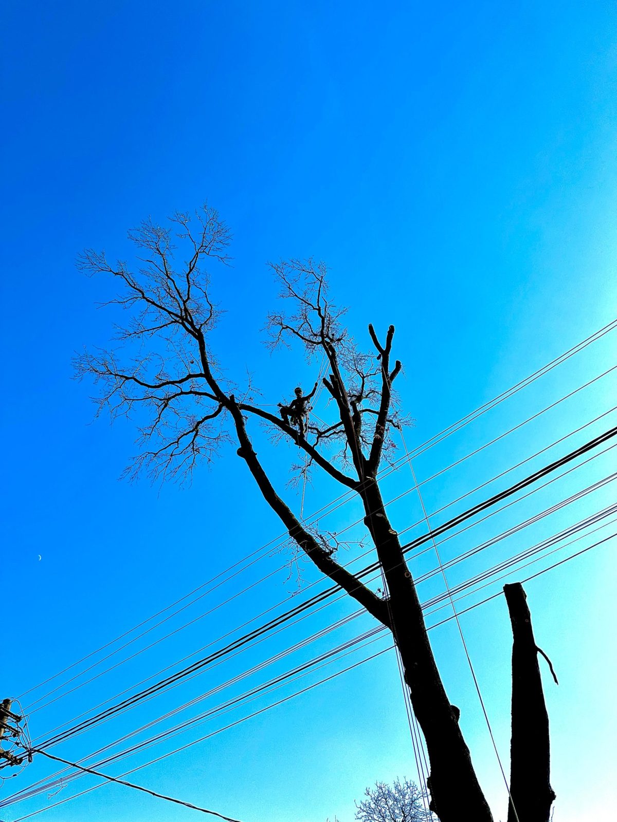 Servicii Taiere Copaci Periculoși - județul Mureș prin Arboristica.ro