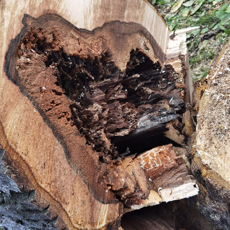 Protejând Arborii Urbani De Putregaiul Radicular - Cum Protejam Verdele Orașelor Noastre - Arboristica.ro
