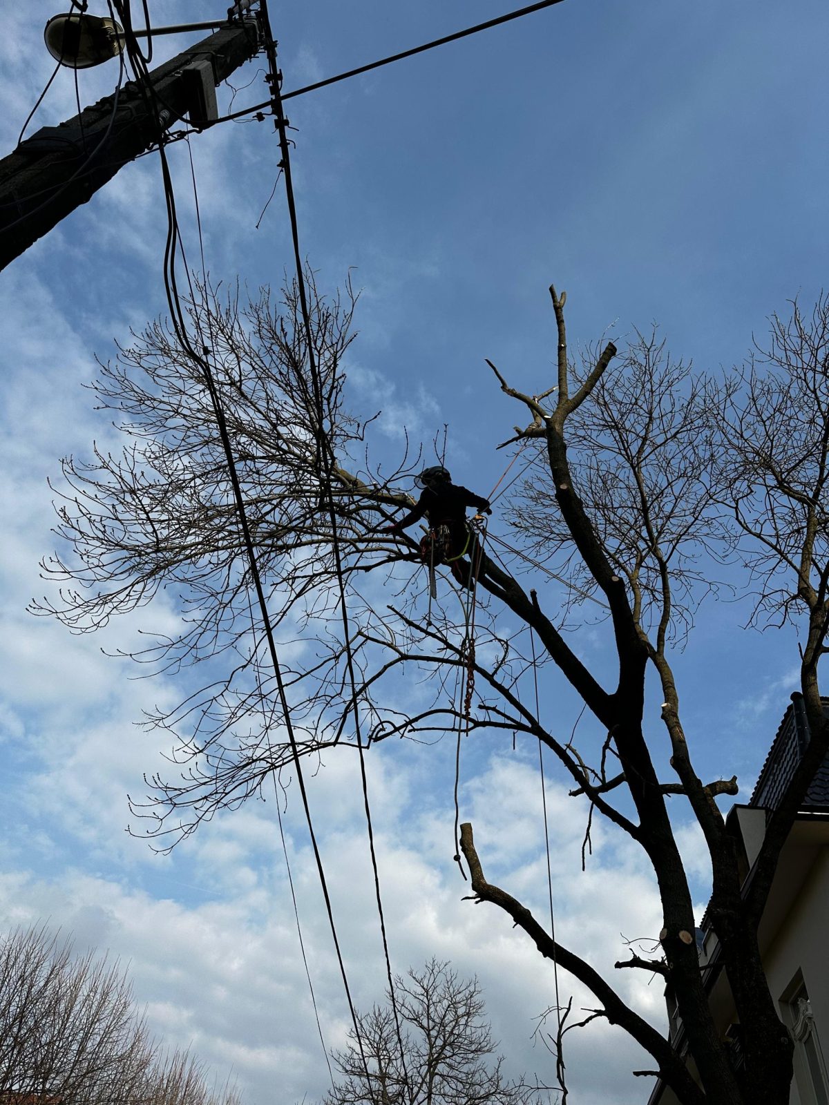 Servicii Arboricultura Timisoara - Taiere Copaci Periculosi cu Arboristica.ro