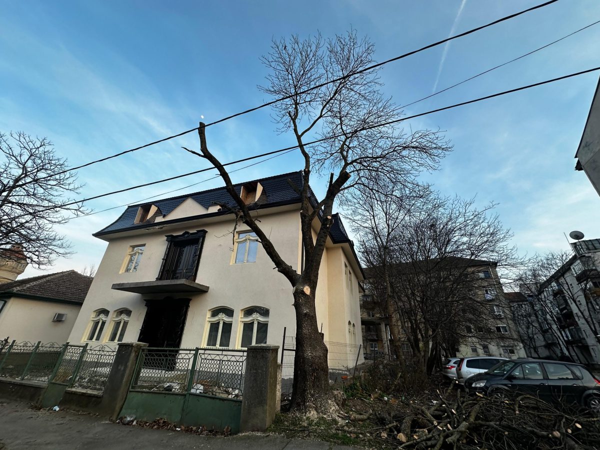 Servicii Arboricultura Timisoara - Taiere Copaci Periculosi cu Arboristica.ro