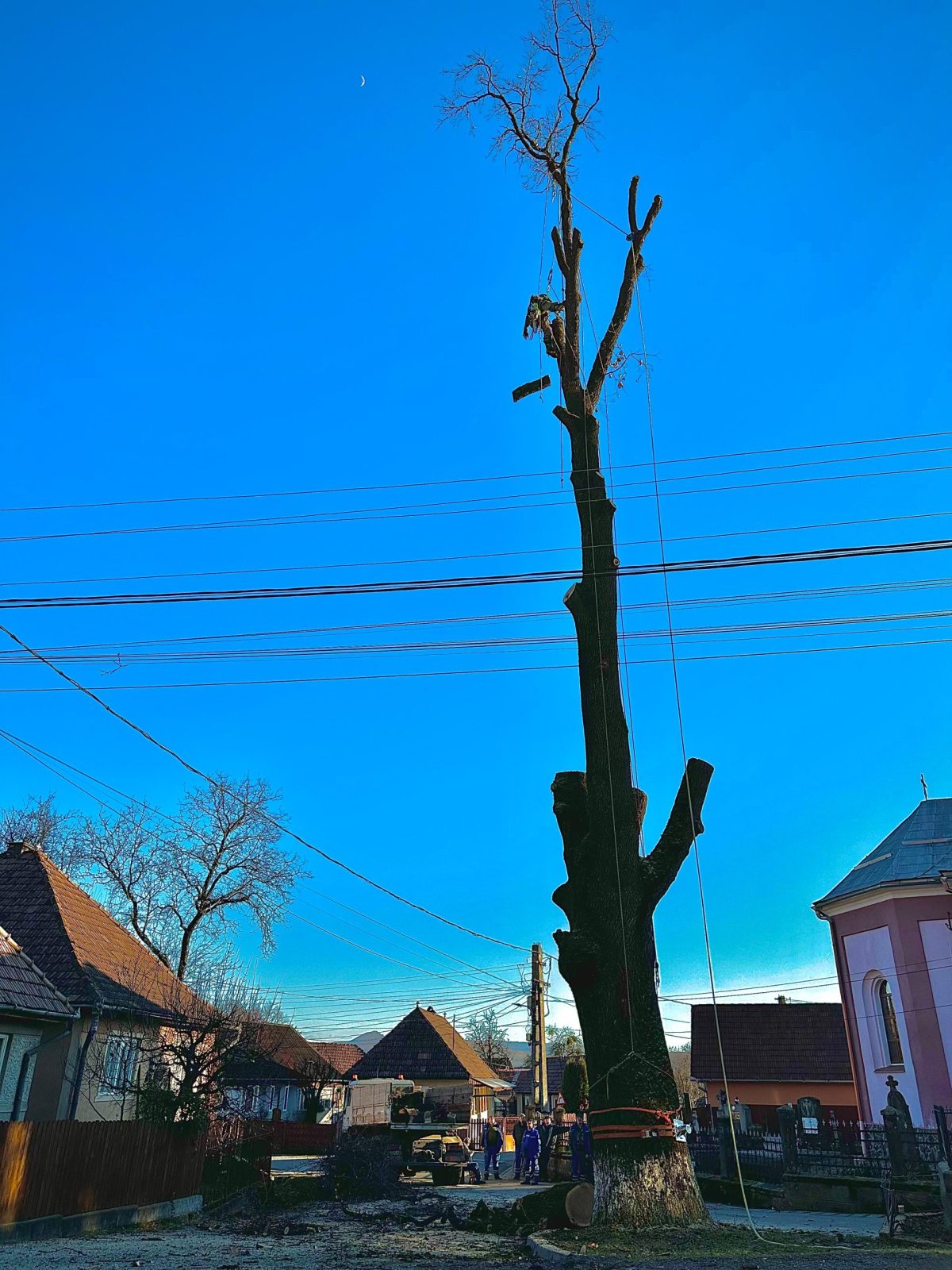 Taiere Copaci Periculoși - județul Mureș prin Arboristica.ro