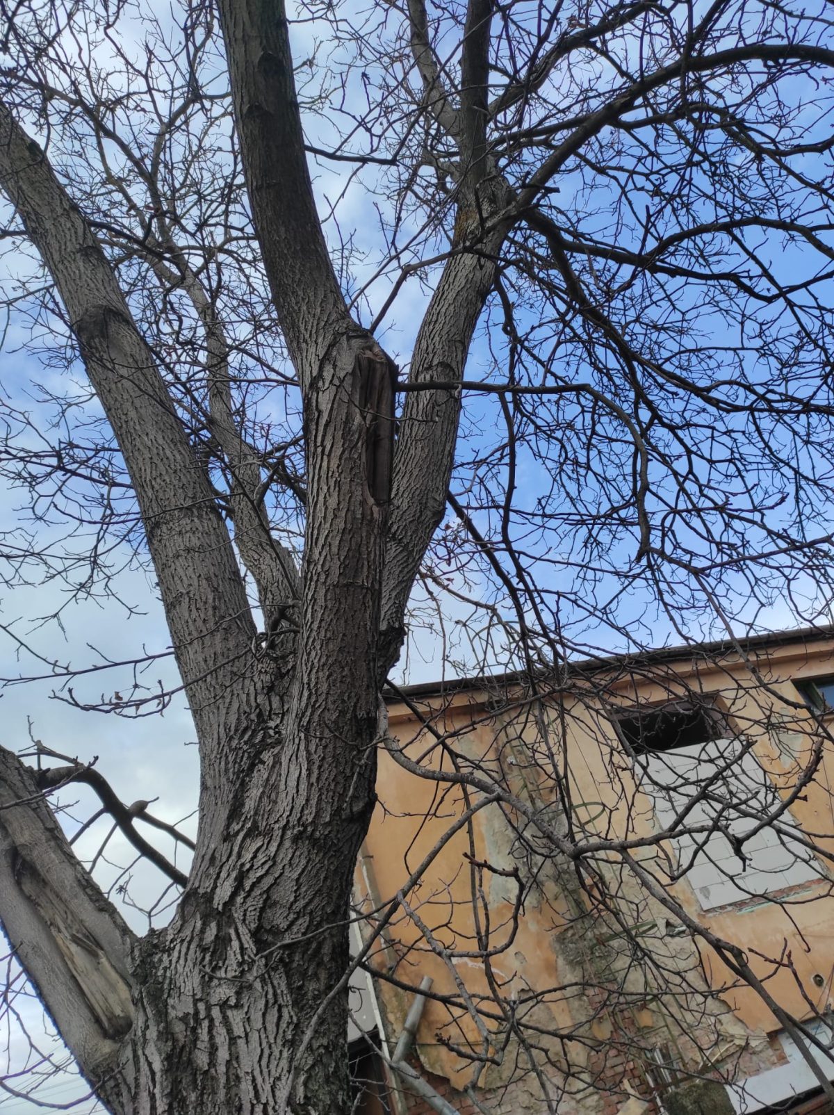 Taiere Salcâm Periculos - Mera, Baciu, Cluj