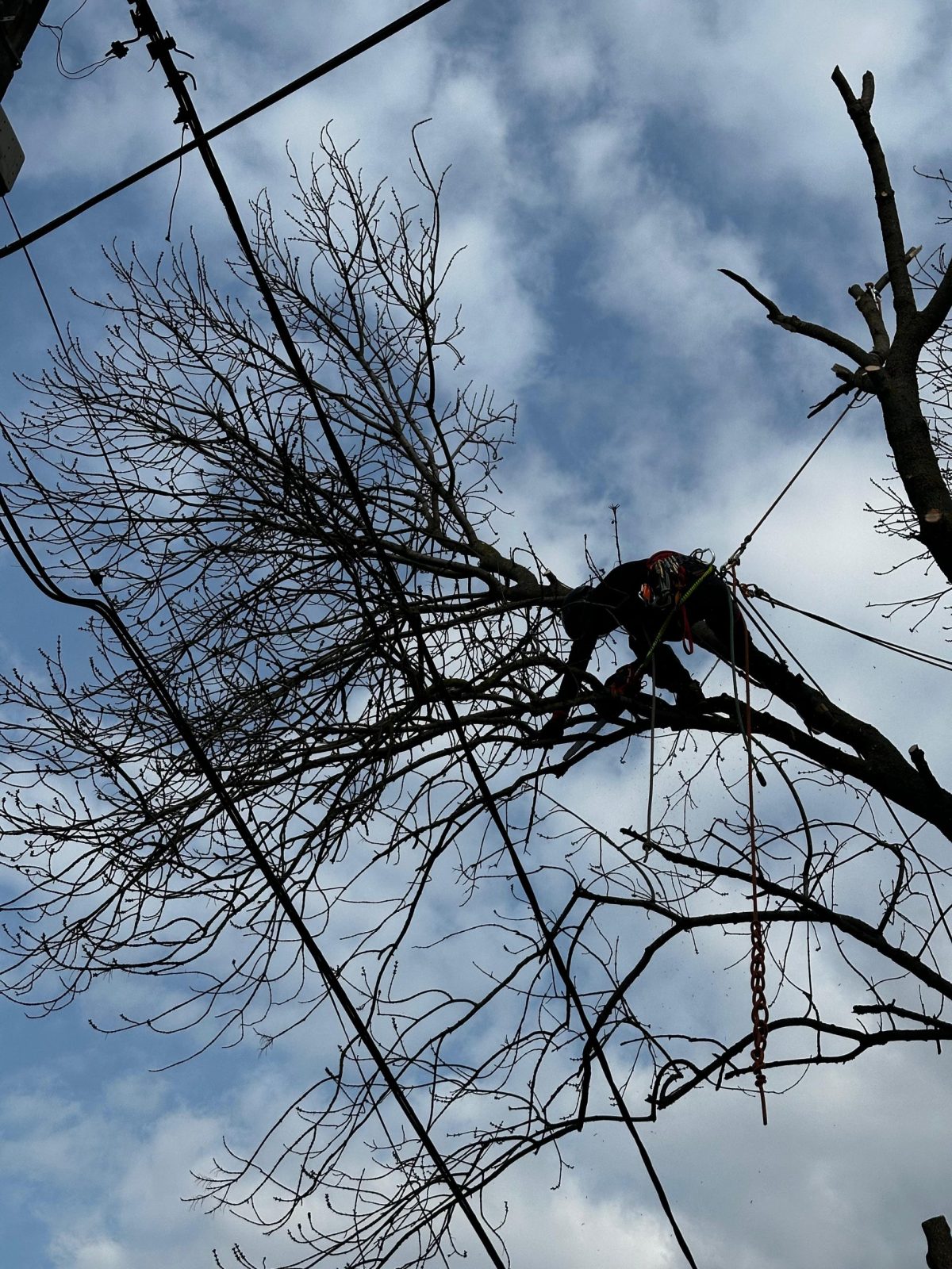 Servicii Arboricultura Timisoara - Taiere Copaci Periculosi cu Arboristica.ro