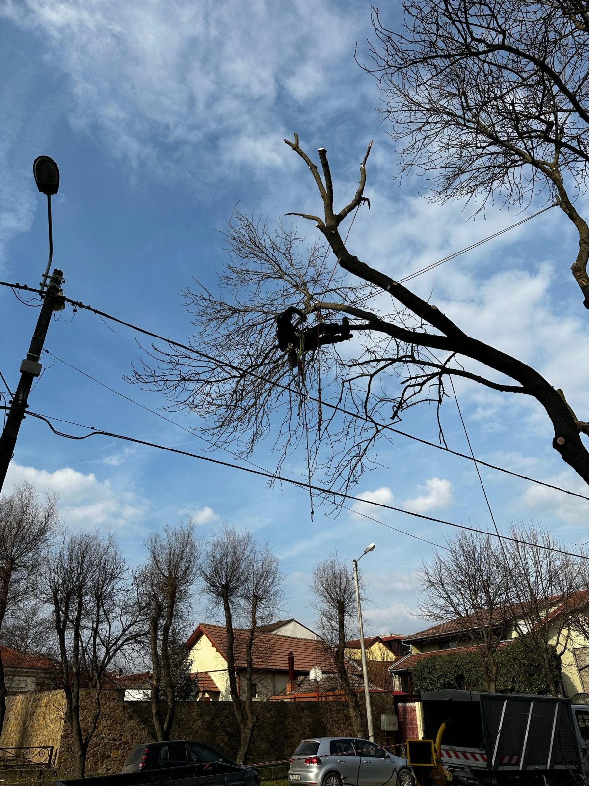 Servicii Arboricultura Timisoara - Taiere Copaci Periculosi cu Arboristica.ro