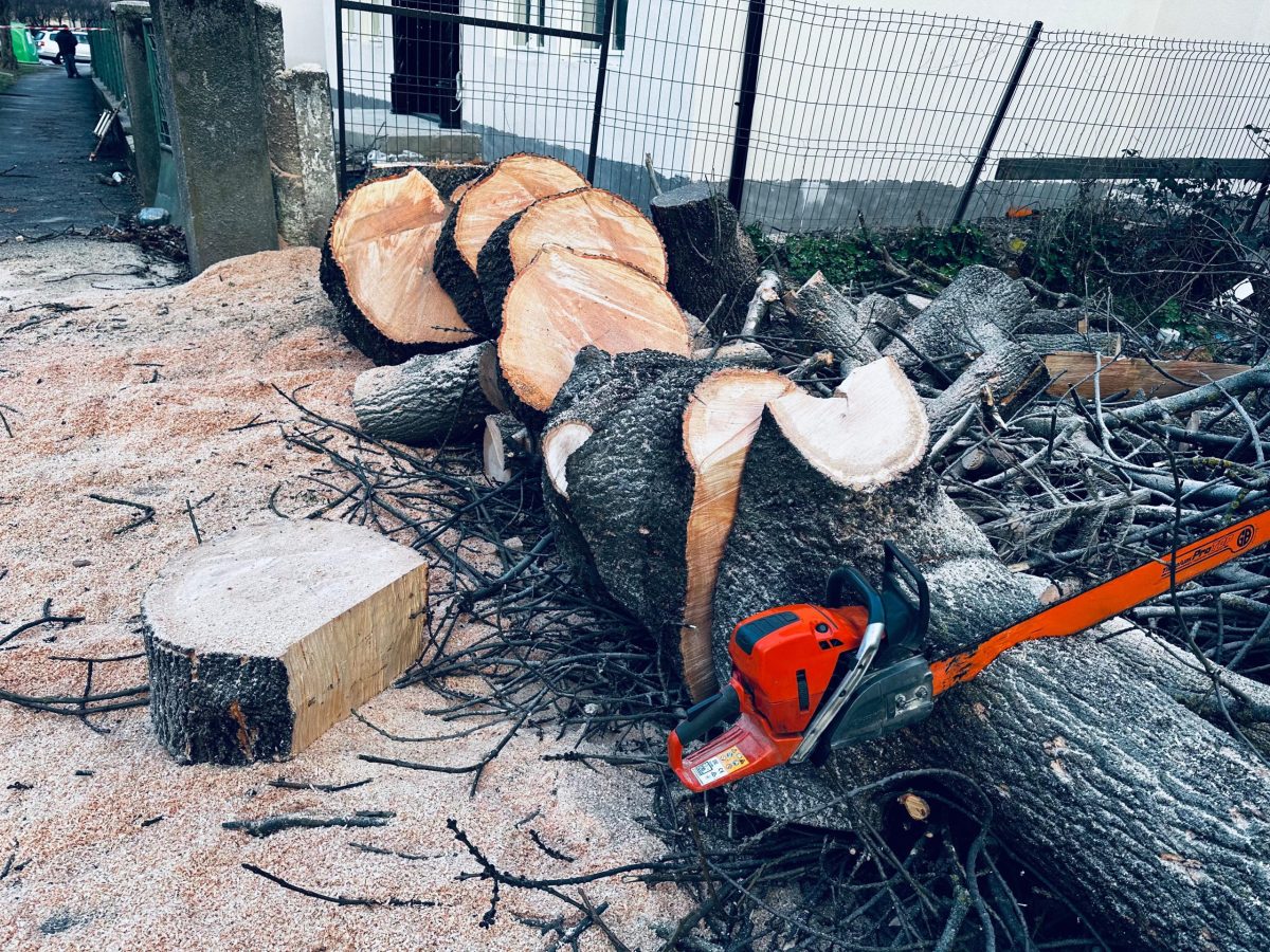 Trunchiul copacilui a fost taiat pentru lemn de foc - Arboristica.ro
