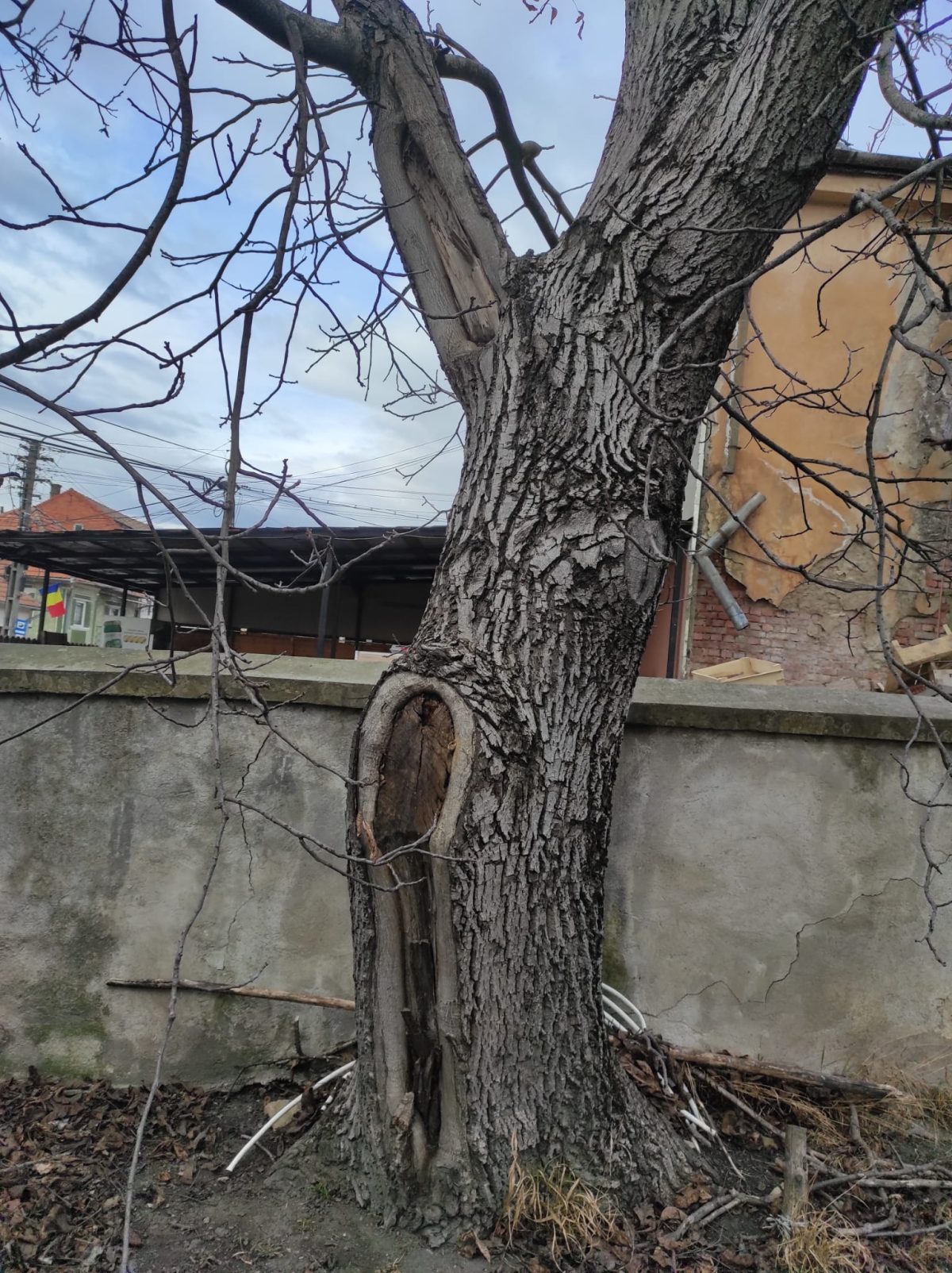 Taiere Salcâm Periculos - Mera, Baciu, Cluj