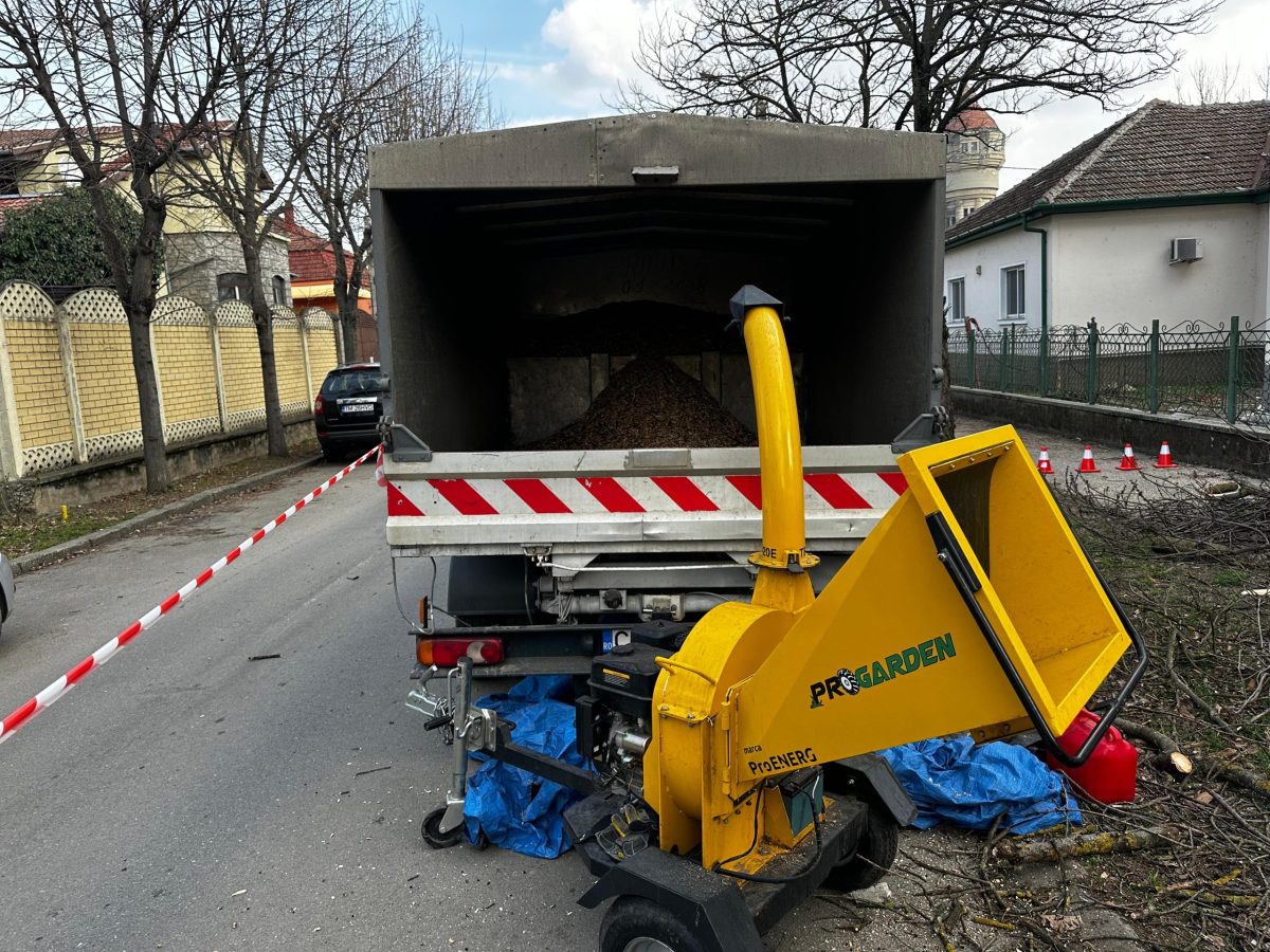 Servicii Tocare Crengi Toaletare Timisoara prin Arboristica.ro