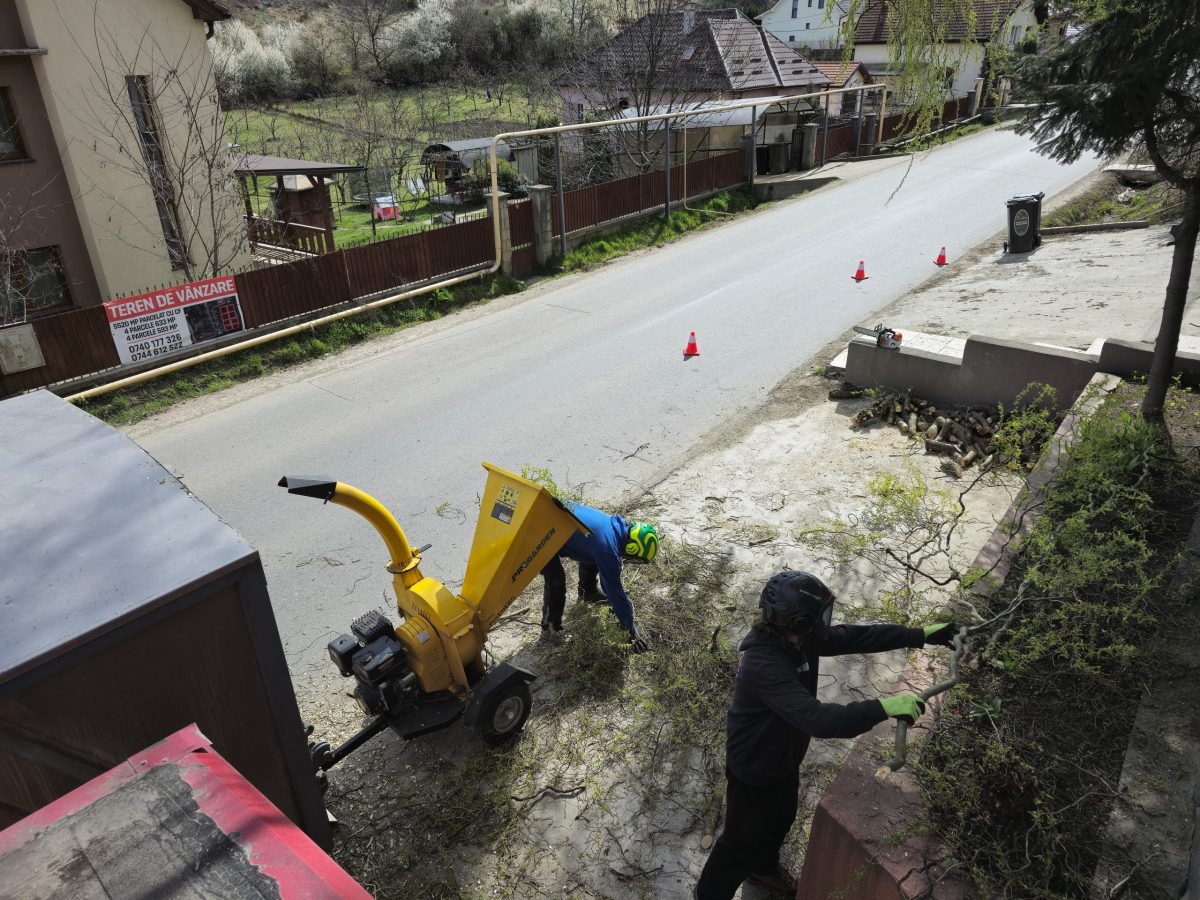 Taiere Copaci De La Inaltime Arborist Alpinist - Urban Arboristica