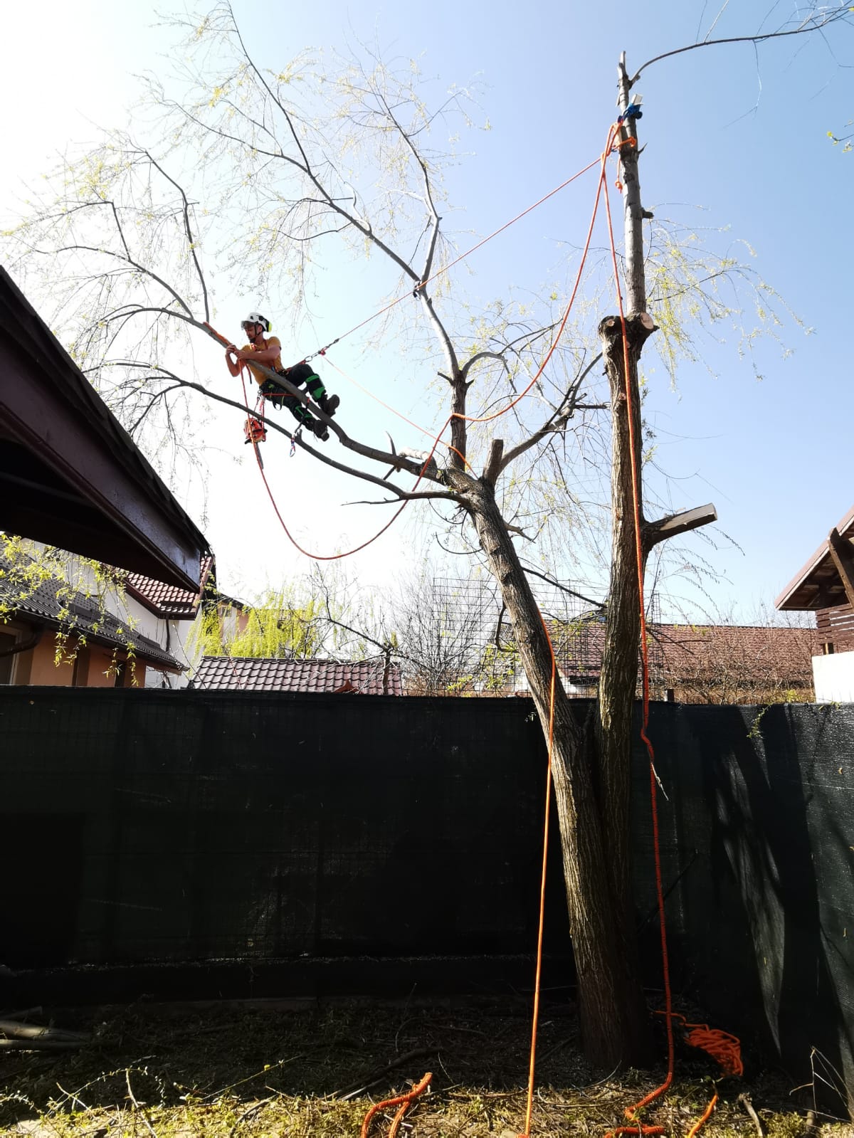 Servicii Profesionale Arborist în Ilfov - Urban Arboristica