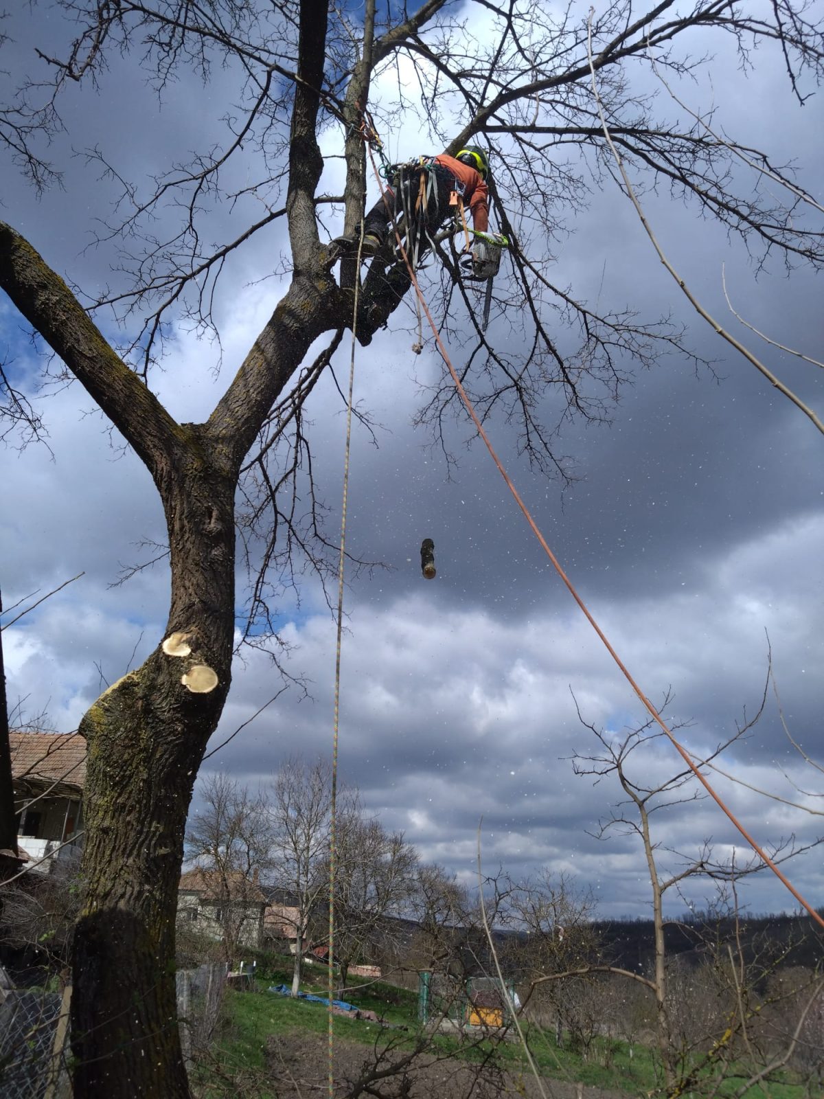 Lucrare Taiere Copaci Caianu, judetul Cluj - Supercamp Technology SRL