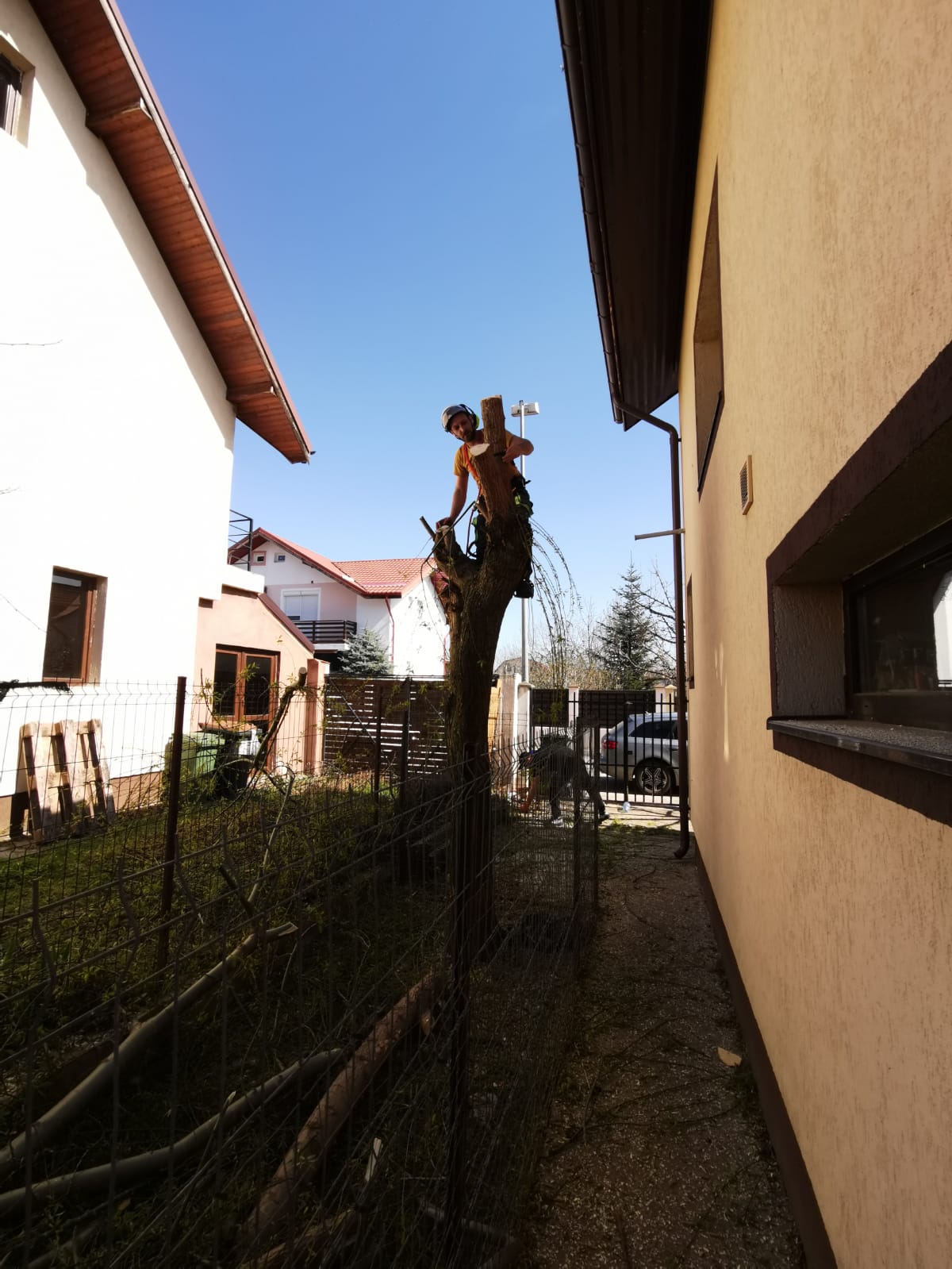 Servicii Profesionale Arborist în Ilfov - Urban Arboristica