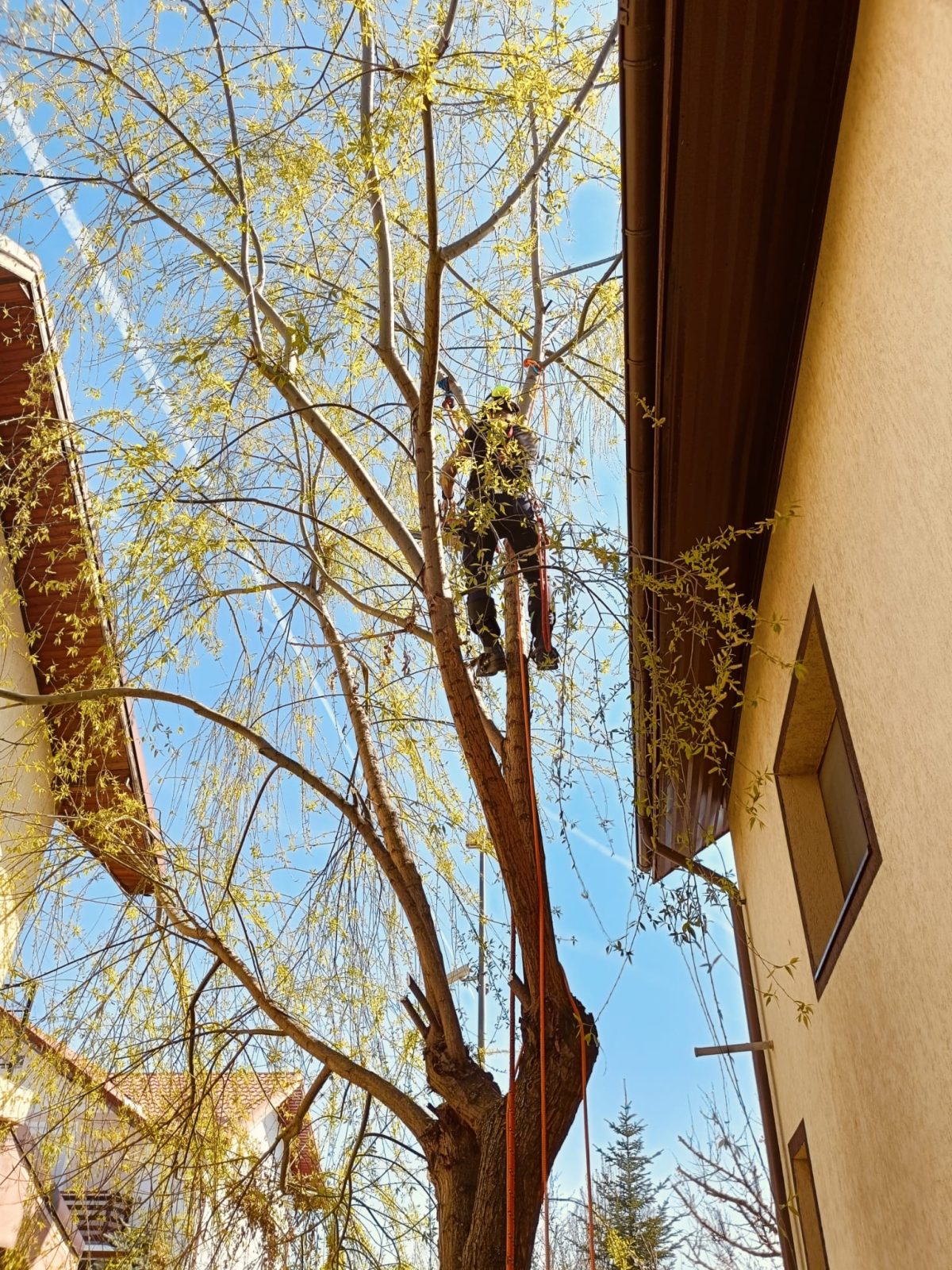 Servicii Profesionale Arborist în Ilfov - Urban Arboristica