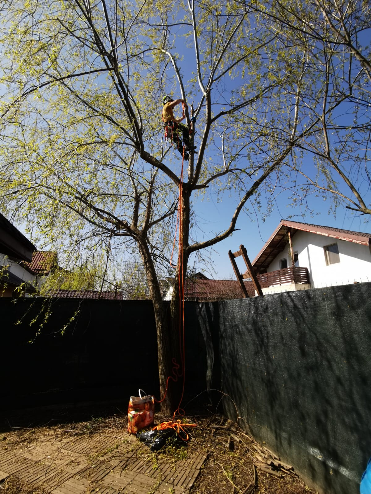 Servicii Profesionale Arborist în Ilfov - Urban Arboristica