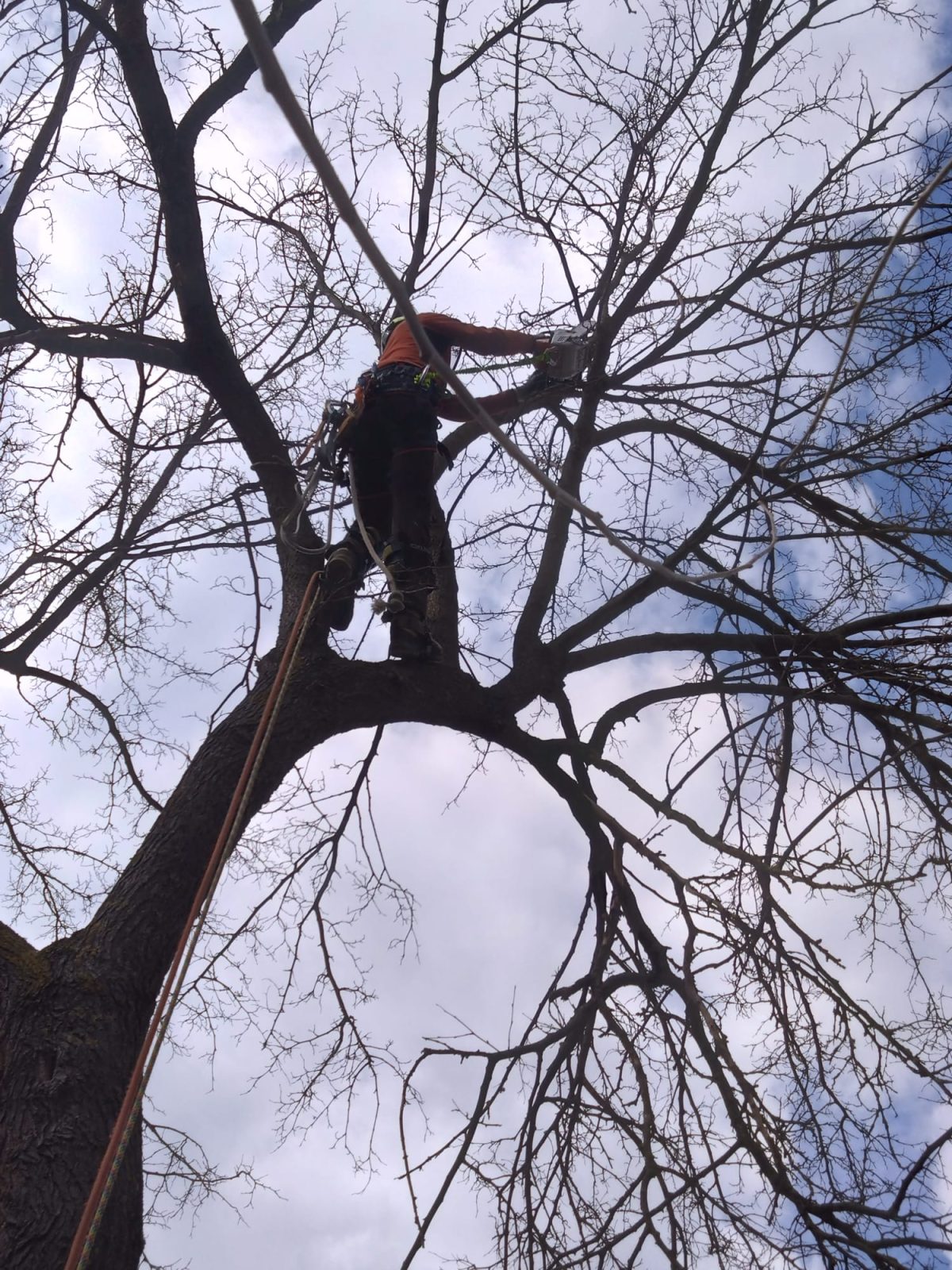 Lucrare Taiere Copaci Caianu, judetul Cluj - Supercamp Technology SRL