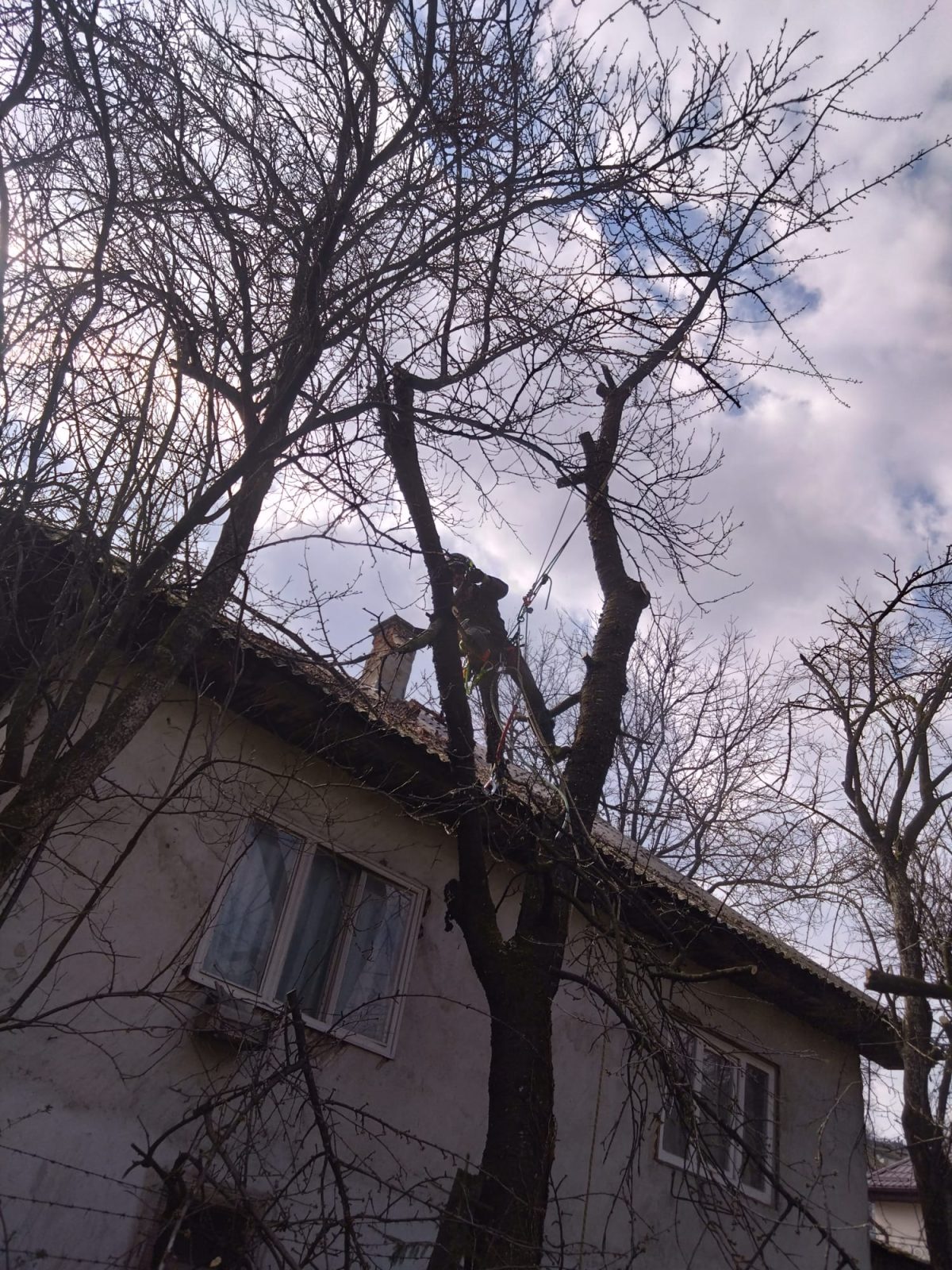 Servicii Profesionale Arborist în Bistrița Năsăud - Urban Arboristica