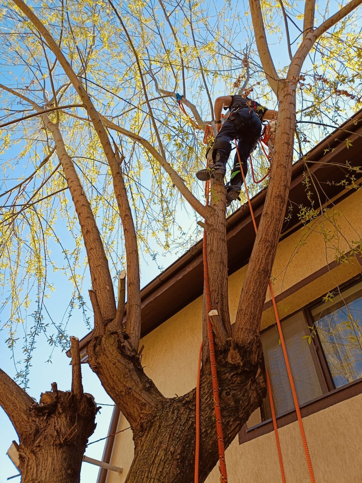 Servicii Profesionale Arborist în Ilfov - Urban Arboristica