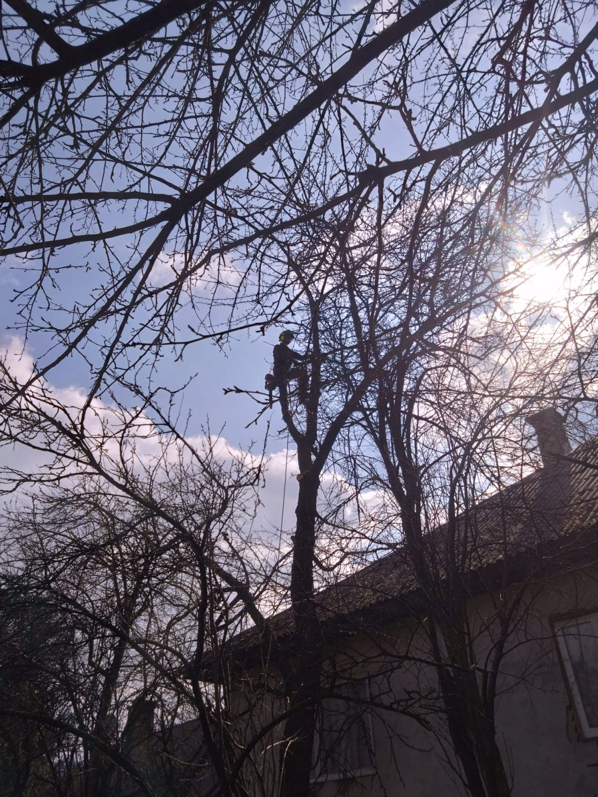 Servicii Profesionale Arborist în Bistrița Năsăud - Urban Arboristica