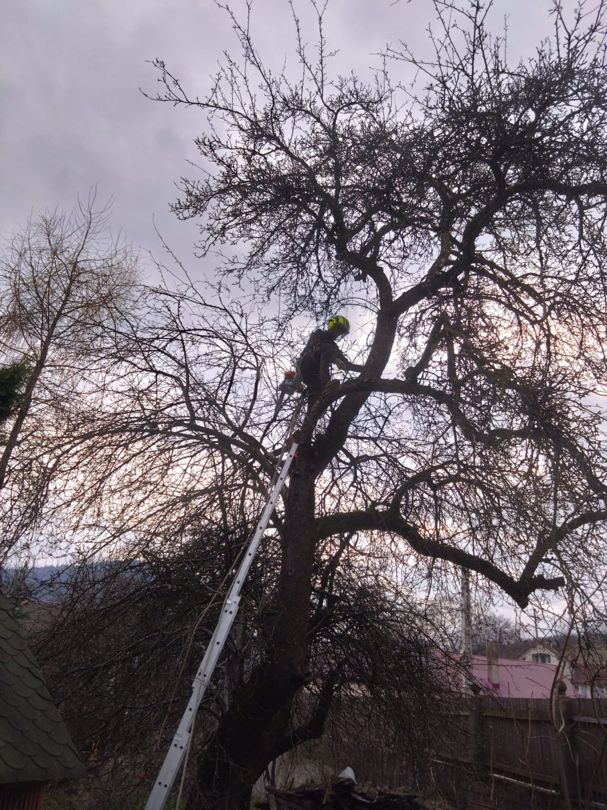 Servicii Profesionale Arborist în Bistrița Năsăud - Urban Arboristica