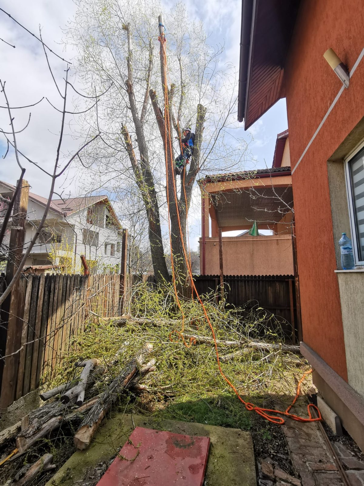 Lucrare Taiere Copaci Ilfov, Bucuresti - Urban Arboristica