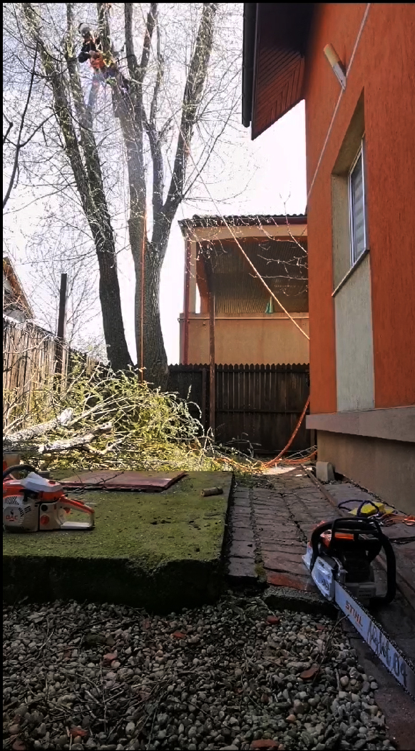 Lucrare Taiere Copaci Ilfov, Bucuresti - Urban Arboristica
