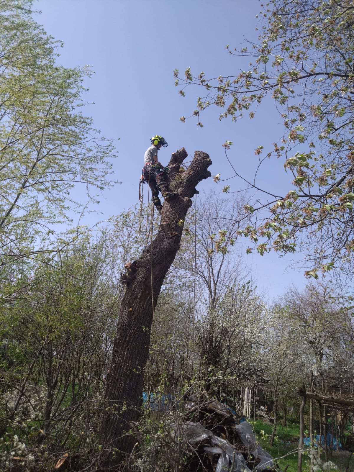 Firma Taiere Copaci Periculoși în județul Maramureș Urban Arboristica
