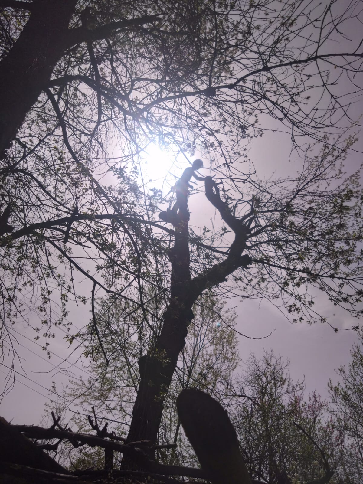 Servicii Firma Taiere Copaci în județul Maramureș Urban Arboristica