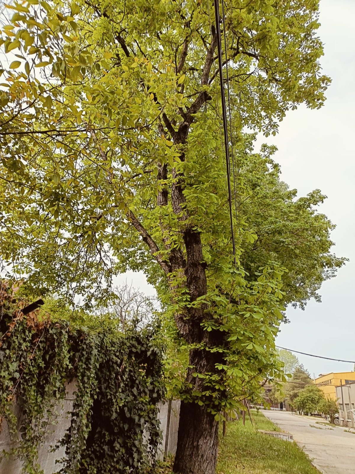 Servicii Firma Toaletare Copaci De La Inaltime in Ploiesti - Arboristica.ro