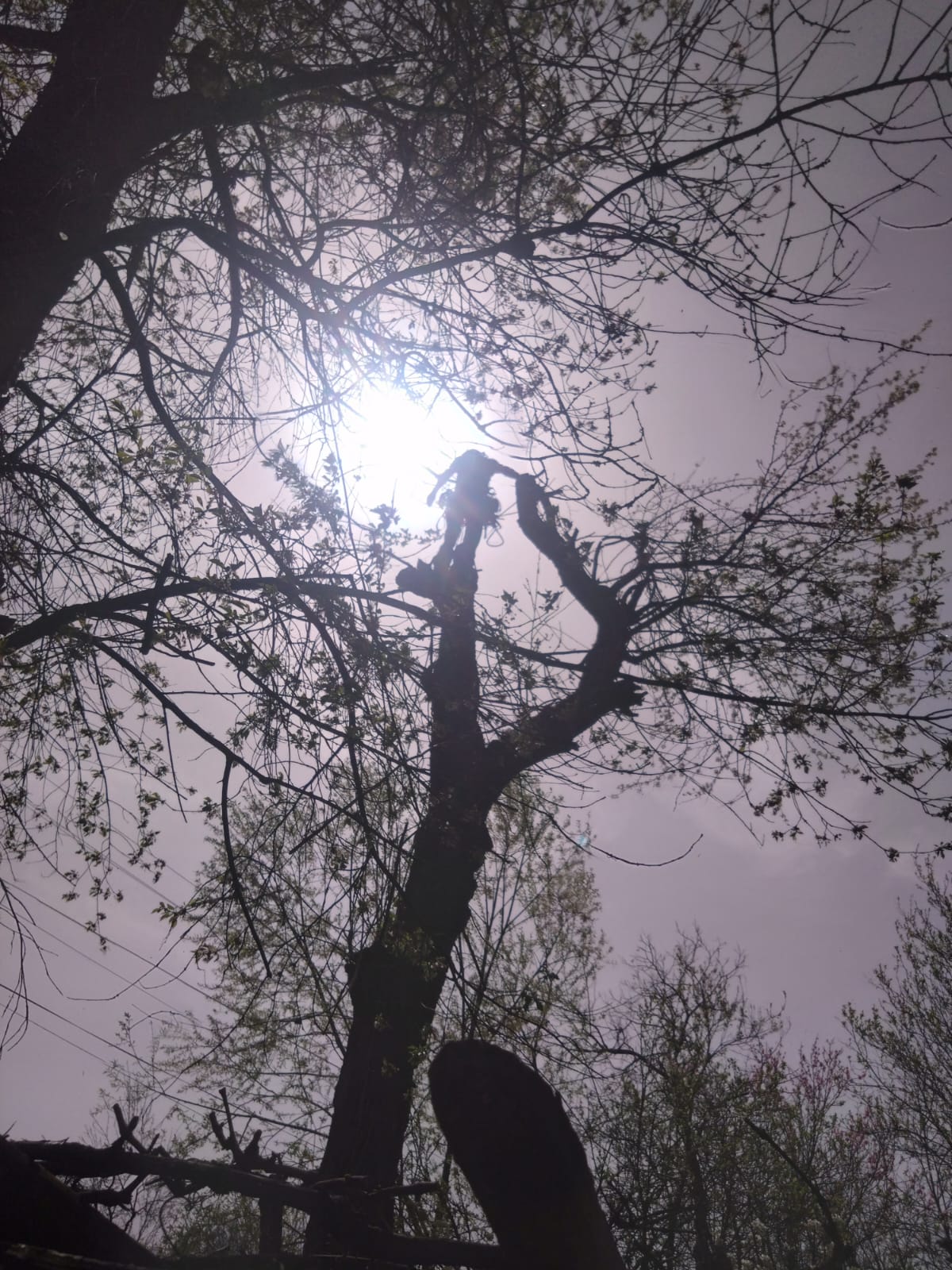 Servicii Firma Taiere Copaci în județul Maramureș Urban Arboristica