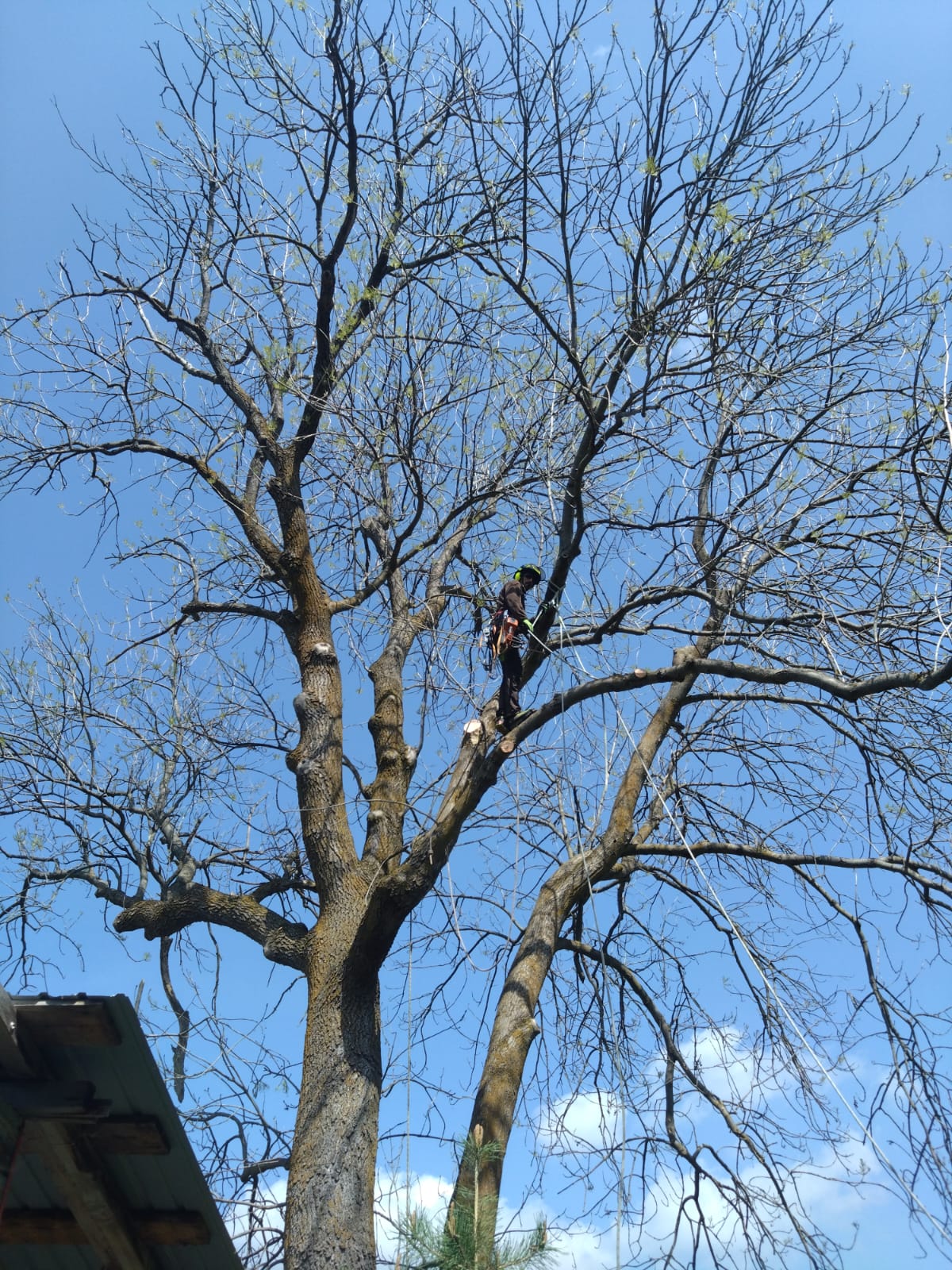 Servicii Toaletare Taiere Copaci în Bica, Manastireni - Urban Arboristica