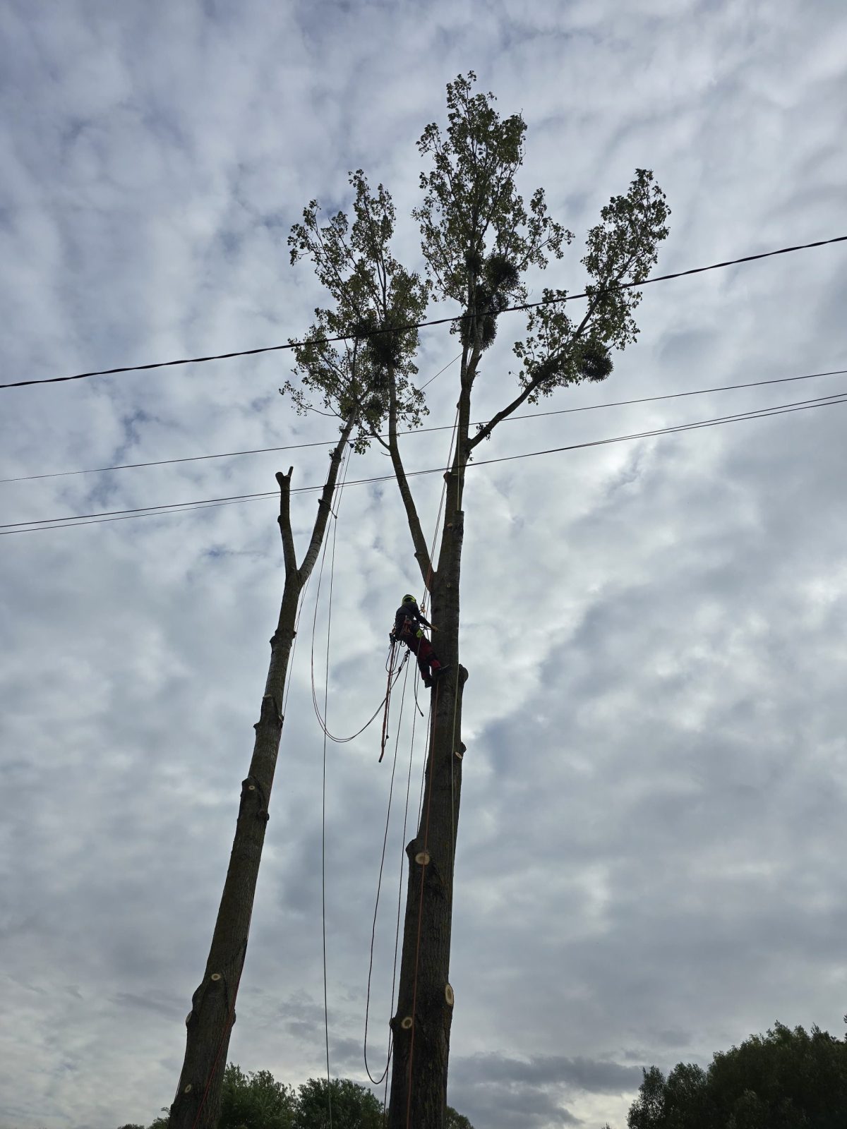 Servicii Firma Taiere Copaci cu Arborist Alpinist in Judetul Cluj - Urban Arboristica